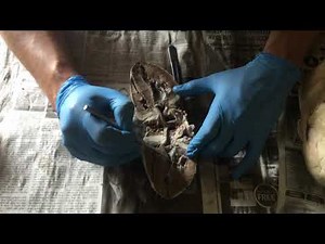 Sheep Heart Dissection