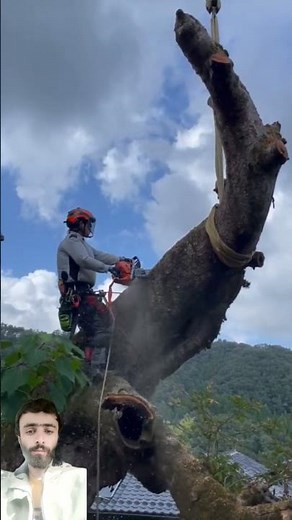 Latest Tree Cutting Techniques || Easy Techniques of Cutting || #treecutting
