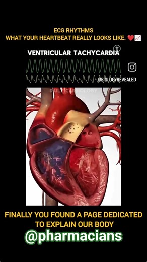 Normal sinus rhythm 3D view | Biology| medical science