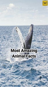 Most Amazing Animal Facts #explorereels #explorepage #educational #amazingfacts #knowledge #viralreelsfb #amazinganimals #history | Amazing Facts