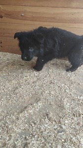 Cachorros Pastor alemán negros de belleza. Cleo de Tierra Austral X Team Zilber Wasserfall Pam Shtayn www.delazurriaga.com Núcleo Zoológico ES470900000045 | Criadero Delazurriaga