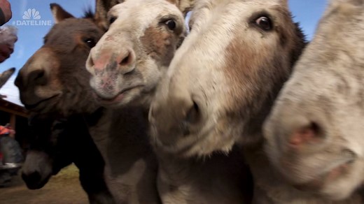 47K views · 401 reactions | In 1890, miners struck gold in Cripple Creek, Colorado. While on the road for Friday’s all-new Dateline, we learned about the legacies who stuck around long after the miners left town… | Dateline NBC | Facebook