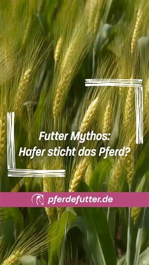pferdefutter.de on Instagram: "Futter Mythos: Hafer sticht das Pferd?💥🐴 Was es damit auf sich hat und welche Vorteile Hafer haben kann, seht ihr im Video🩷 #pferdefutterde#pferdefutter#pferd#hafer#mythos"