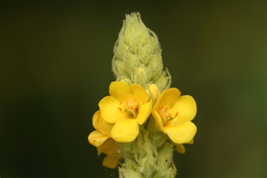 Common mullein plant: Weed or flower?