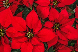 The City Gardener: Top Christmas houseplants
