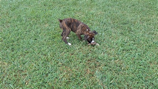 Boxer puppy for sale
