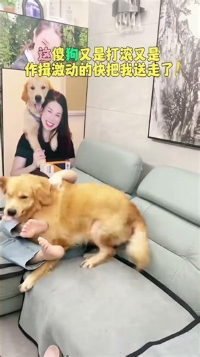 出差一个月回家，回来差点被这傻狗送走！直接给（扑过来+打滚）到处检查好像说这一个月你是不是背着我去撸别的狗了？！”看这又蹦又跳的劲头，不知道的以为我在外面撸别的狗了 #狗狗 #pets #funny