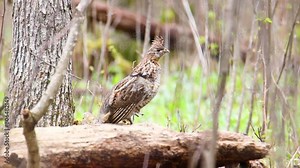 Ruffed Grouse (Bonasa umbellus) seeing danger and running away in a forest during spring in Wisconsin.