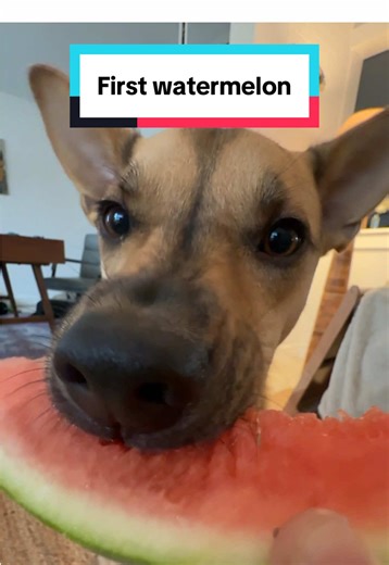 Cactus got to see and try his first watermelon! 🍉 I love introducing him to new experiences and foods!! Give me some ideas for what he should try next.