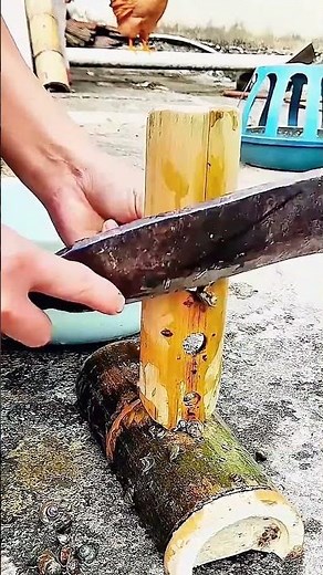 Cutting process of snail tails with creative tools