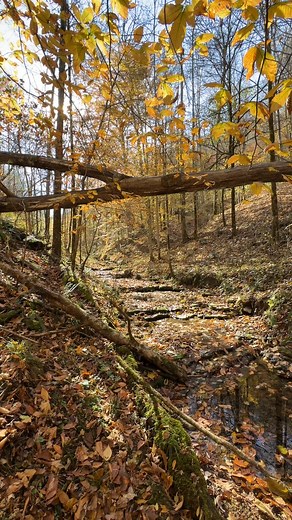Serene fall sounds and color at our Martin Creek preservation area in north central Tennessee. The rolling terrain and upland forest is dotted with small seasonal streams and creeks providing habitat for aquatic life. In the spring, we are treated with the most spectacular wildflower display. In the fall we get each jewel tone in the fall palette.  : NALT Conservation Biologist, Sara Johnson | North American Land Trust | Facebook