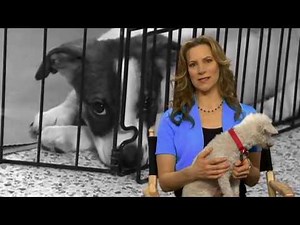 ASPCA | National Volunteer Week