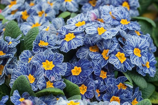 February Birth Flowers: Meanings of Violet, Iris, and Primrose | LoveToKnow