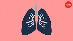 How do the lungs work?