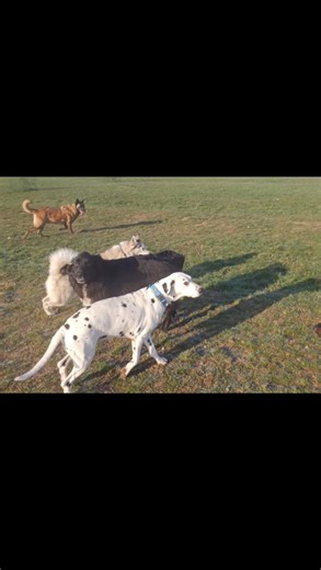🐕 Les chiens au parc… Un joyeux bazar, des blanc devenus marron et de la joie, de l’énergie, des rencontres ... Les présentations se font progressivement, chaque tempérament est pris en compte, rien n’est laissé au hasard. Oui, il y a parfois quelques chamailleries, comme dans tout vrai groupe de chiens, mais toujours sous contrôle Nous sommes présent TOUTE LA JOURNEE Observer, comprendre, organiser, accompagner… Et au final, des groupes, vivants, équilibrés, et heureux d’être ensemble 💚 🐾 | 