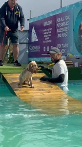 5 month old cocker spaniel puppy Hudson is a real water baby 💦🐾💕🇬🇧 | Canine Dip and Dive Maldon