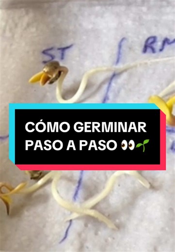 Mi método explicado con la mayor claridad posible #germinar #fyp #consejosdeplantas #costarica #cuidadosdeplantas #cultivar #indoor #cultivos #cosechar
