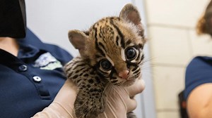 Buffalo Zoo's baby ocelot revealed to be boy in first checkup