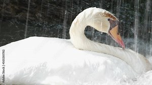 Mute swan or Cygnus olor was happy as the water cascaded over him.