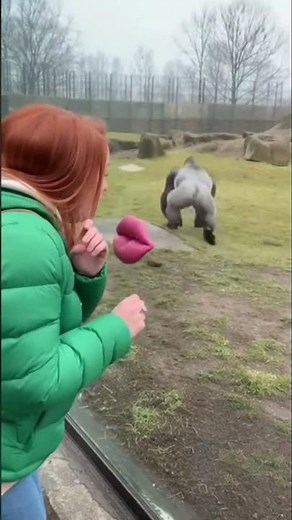 American Lady’s Fake Kiss Prank on Gorilla — His Reaction Is Comedy Gold!
