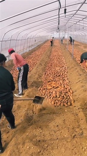 Amazing Sweet Potato Farming in China | 3 Powerful Growing Methods Explained