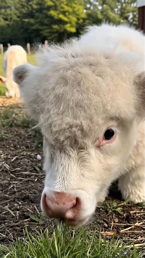 PROMPT. ""Ultra-detailed, photorealistic, 8K resolution photograph of an impossibly cute, fluffy white Holstein calf. The calf is standing in a sun-drenched, lush green meadow at golden hour, its pristine white fur glowing with subtle rim lighting and showing fine, textured details. It is caught in a candid moment, gently nibbling on a single, dewy blade of grass with immense focus and tenderness. The calf has paused and is looking directly up at the camera lens, its large, liquid-brown eyes fil