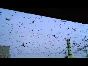 突然カラスの大群