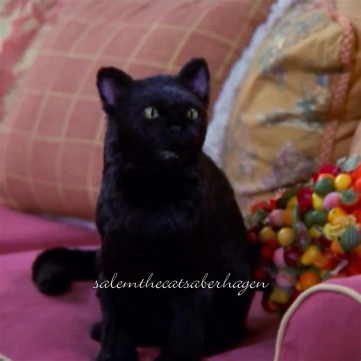 Salem Saberhagen on Instagram: "Sabrina The Teenage Witch (2002) Season 7, Episode 3 - Call Me Crazy #SabrinaTheTeenageWitch #SabrinaSpellman #SalemSaberhagen #MorganCavanaugh #RoxieKing #MelissaJoanHart #NickBakay #ElisaDonovan #SoleilMoonFrye #1990s #90s #Retro #Classic #Television"