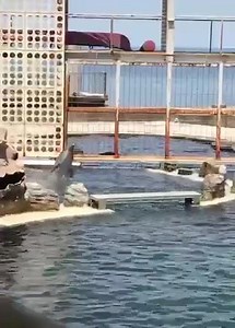 Dolphins have evolved to thrive in the ocean, where they are able to live with their family groups, swim in straight lines, and dive deep. Captivity simply cannot provide an adequate environment for these wild animals. Stay informed about captivity issues and help spread the word: bit.ly/FactsAboutCaptivity Video: Tik Tok user rn_1011 Facility: Kinosaki Marine World | Dolphin Project