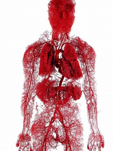 Your circulatory system, or cardiovascular system, supplies oxygen and nutrients to your whole body and removes waste through your blood. Your heart pumps blood that flows through your arteries, veins and capillaries. These blood vessels and your heart form your circulatory system. #fyp #f