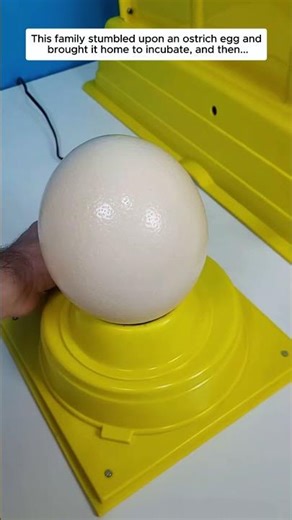 This family stumbled upon an ostrich egg and brought it home to incubate, then...