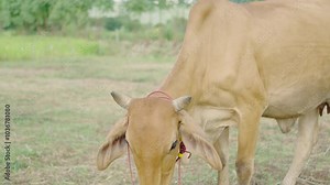 Native Thai cows in the countryside grassfield. Cows eat grass naturally. Livestock concept.