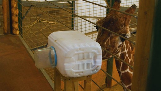Ever Seen A Giraffe Use An Inhaler? Now You Can, And It’s Incredibly Wholesome