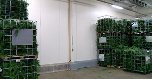 Local company specializing in holiday greens juggles supply chain issues on tight holiday schedule