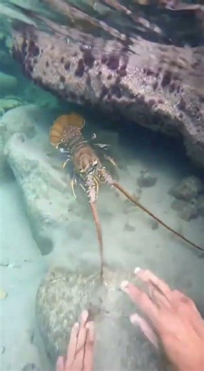 Deep Sea Discovery: Giant Lobster 🦞