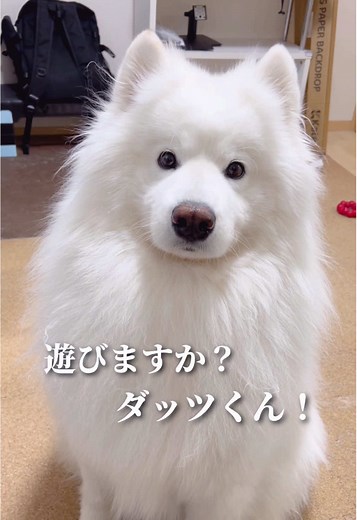 年初めのかわいさ！サモエドりんたろう登場