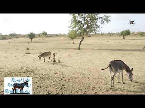 Wild Donkeys in the Desert | Grazing, Kidding & Mating | Rare Natural Moments ‪@GlobalDonkeyWatch999‬