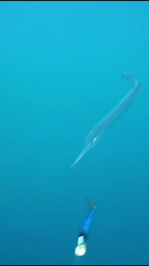 Needlefish Attacks Explained: Trolling Tips for Anglers