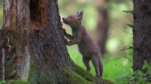 Cute fox cub looking for food in the forest around its burrow. Natural environment, spring forest.