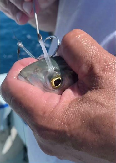 Rigging a Blue Runner with a Circle / Stinger Hook Combination #SHORT