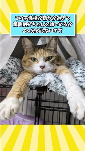 ペットがドクターから言われた衝撃的な言葉www #猫 #犬 #ペット #動物 #2ch #shorts