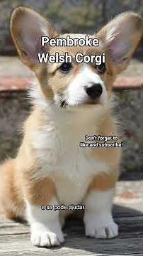 Pembroke Welsh Corgi