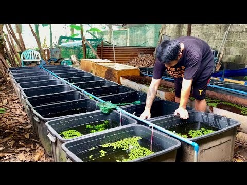 Busy sa Guppy Farm | hendrix backyard