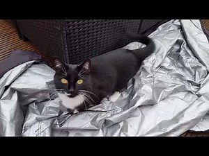 Naughty Cat Temper Tantrum