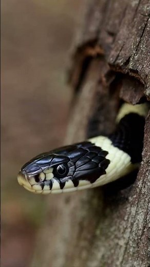 Witness the Majestic King Snake Unveiled in Stunning Wild Footage 🐍