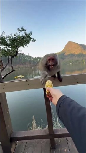 Corn was snatched… and a lesson was learnt!