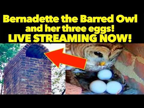 Owl Cam LIVE: Night 21 stream. Bernadette the Barred Owl and her three eggs!