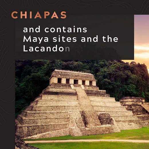 Introducing the newest addition to the Cafédirect Single Origins range - Mayan Gold. Organic, full-bodied, and wonderfully smooth, with notes of caramel, brown sugar and hazelnut, Mayan Gold is grown at high altitude above the vibrant Mexican states of Chiapas and Oaxaca. If you fancy a taste of Mexico from the comfort of home, Mayan Gold is available through Waitrose now: https://www.waitrose.com/ecom/products/cafedirect-fairtrade-mayan-gold-ground-coffee/563299-725316-725317 🇲🇽 | Cafédirect