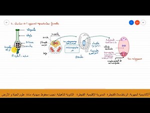 Appareil reproducteur femelle des angiospermes