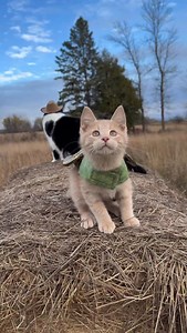 Meowdy purrtners. Montysaurus the hay inspector extended cut 🧐 🦖 If you’re a fan of Jack Spicer’s kitty cat cowboy content please consider subscribing or joining his Patreon linked in bio 😊 everything helps ❤️ #cat #cats #catlover #catsofinstagram #catlovers cats_of_instagram kittycat tuxedocat kitty catlife | Aaron Apps